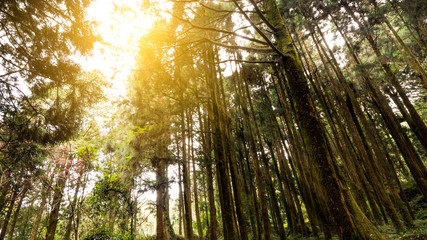 Fototapeta premium Sunlight in the forest 5