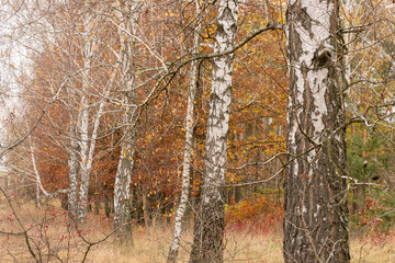 Fototapeta na wymiar White birch on the background of the autumn state of nature