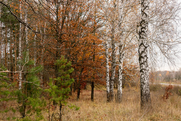 Fototapeta premium White birch on the background of the autumn state of nature