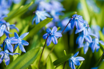 Spring blue flowers