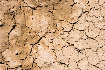 Cracked earth with traces of birds background