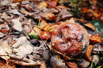Colorful compost pile and refuse pit with rotten brown apple at foreground. Garbage food agriculture waste in garden. 