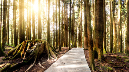 Naklejka premium Sunlight in the forest 3