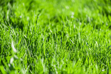 Background of bright green grass. Green grass texture