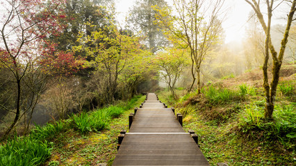 Obraz premium Sunlight in the forest 2