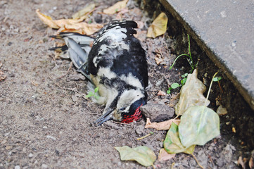 Dead woodpecker in city landscape on the ground.  Consequences of bad ecology