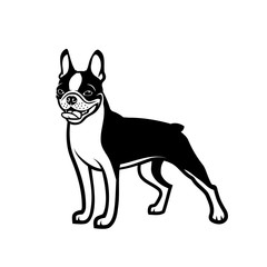 Boston terrier dog - isolated outlined