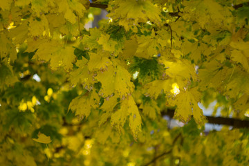 Background group autumn gold yellow maple leaves. Outdoor.