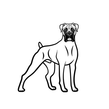 Boxer dog - isolated outlined
