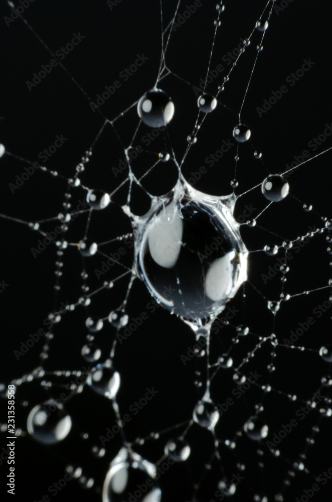 Wall mural wet spider web in the nature, dew on cobweb