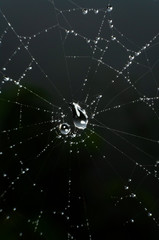 wet spider web in the nature, dew on cobweb