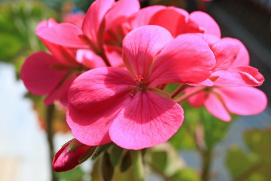 Vivid Pink Blooming Geranium Flowers in the Morning Sunshine 