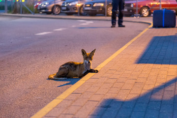 Wild fox