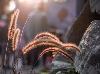 Backlit Spikelets