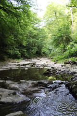 Mountain river in the forest