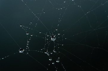 wet spider web in the nature, dew on cobweb