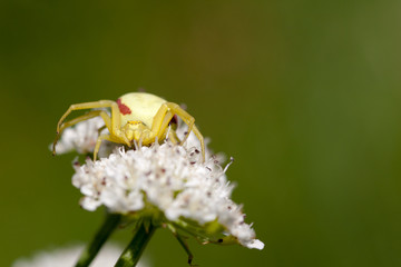 Crap spider up close