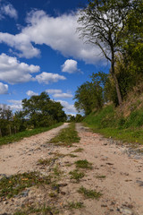 Fototapeta na wymiar rural path between trees and blue sky with white clouds