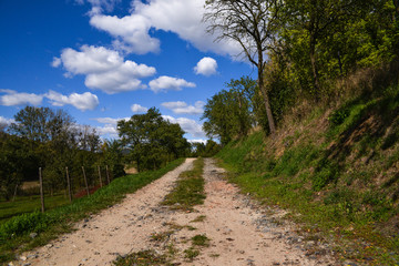 Fototapeta na wymiar rural path between trees and blue sky with white clouds