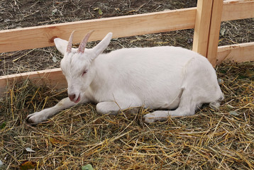 Young white goat lies on hay in the aviary