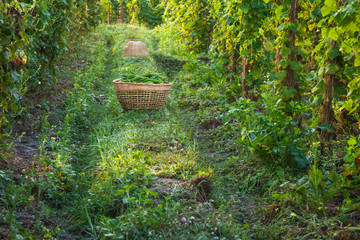 Luffa Acutangula  in a farmland © voranat