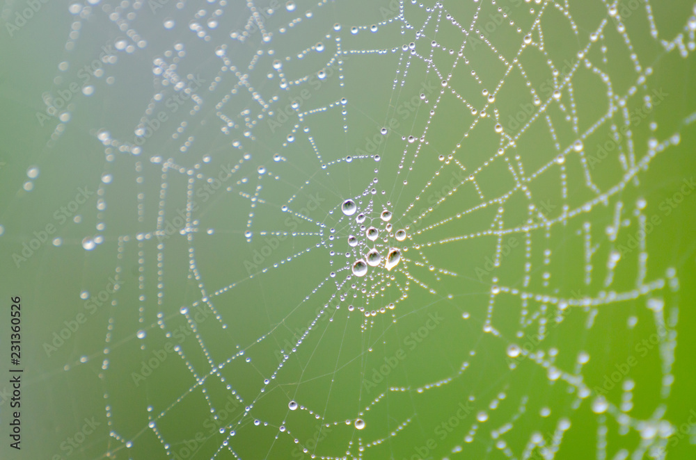 Wall mural wet spider web in the nature, dew on cobweb