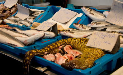 Mediterranean moray (Roman eel, Muraena helena) at fishmonger's market stall in cadiz, andalusia, spain