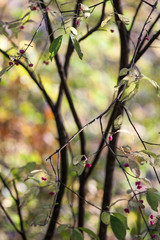 Closeup view on yellow leaves in autumn season park with red berry 
