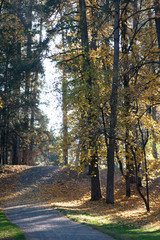 Autumn forest with yellow leaves and sun rays