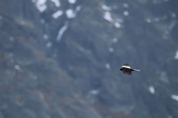 Oiseau
