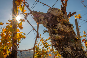 Rebe knorrig Weinlaub Herbst Sonnenstrahlen