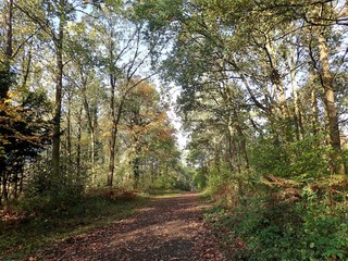 Fototapeta na wymiar Berrygrove Woods, Aldenham, Hertfordshire