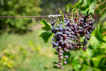 Drying grapes in the sun in the garden