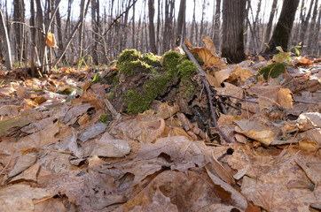 Осенние листья покрыты первым снегом в Солнечный день.