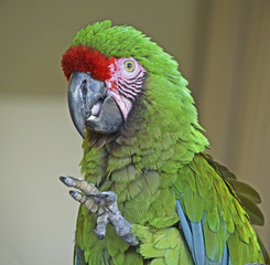 Parrot Bust