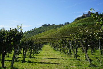 Obraz premium View of the Langhe hills with the village of Castiglion Falletto and his castle, Piedmont - Italy