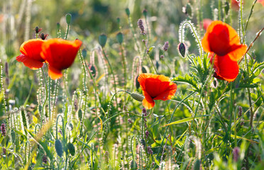 Flowers Red poppies blossom on wild field. Beautiful field red poppies with selective focus. Red poppies under of sunlight. Soft focus.