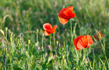 Flowers Red poppies blossom on wild field. Beautiful field red poppies with selective focus. Red poppies under of sunlight. Soft focus.
