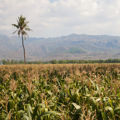 corn field on the island of Java