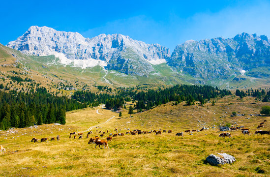 Cows grazing in Montasio Plateau