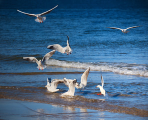 Rybitwie Igraszki  © Wojciech Lisiński