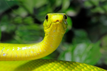 Fototapeta premium Mamba zielona (Dendroaspis angusticeps) - mamba zielona
