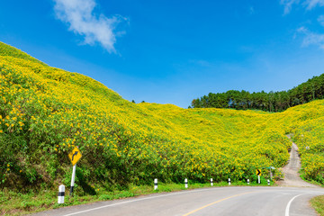 Maxican Sunflower or Tree marigold view blooming on the hill. view of Thung Bua Tong, Doi Mae Aukor, Khun Yuam, Mae Hong Son, northern Thailand.Surrounded by Beautiful mountain complex