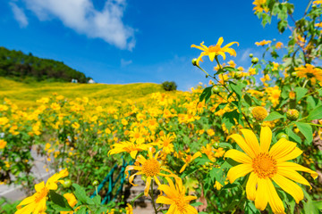 Fototapeta premium Maxican Sunflower or Tree marigold view blooming on the hill. view of Thung Bua Tong, Doi Mae Aukor, Khun Yuam, Mae Hong Son, northern Thailand.Surrounded by Beautiful mountain complex