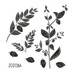 Jojoba. Branch, leaves, fruit. Set. Black silhouette on white background.