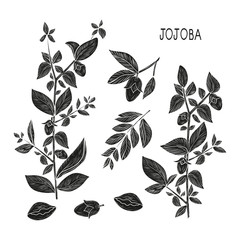 Obraz premium Jojoba. Branch, leaves, fruit. Set. Black silhouette on white background. Cliche