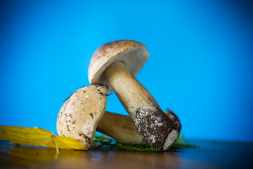 forest fresh natural mushrooms boletus on a blue