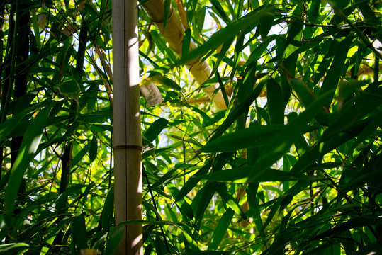 bamboo thicket, shoots, leafs and fence