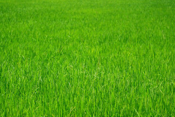 Obraz na płótnie Canvas Vibrant green growing rice plants in the paddy field, central region of Thailand