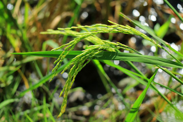 Closed up the almost ripe rice plants in the paddy field of Thailand, blurred background 